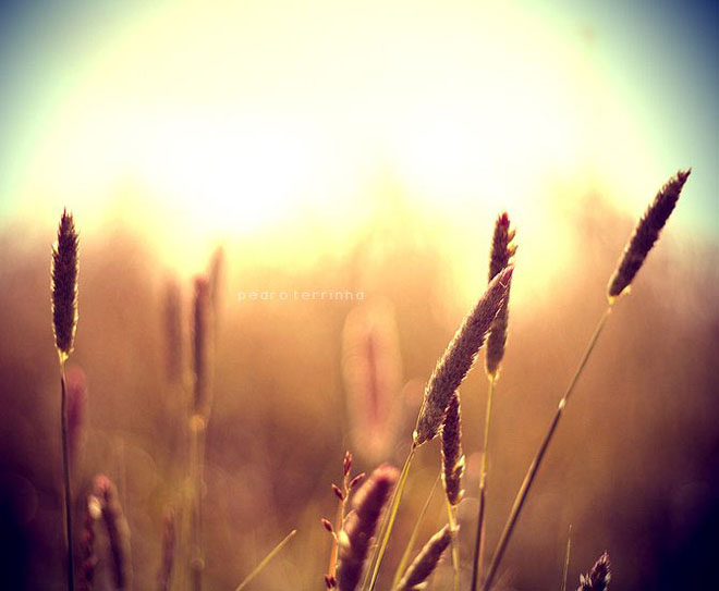 beatiful-dream-colorful-pedro-terrinha-photography